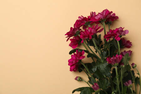 Beautiful chrysanthemum flowers on beige background, space for textの写真素材