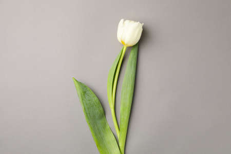 Beautiful white tulip on gray background, space for textの写真素材