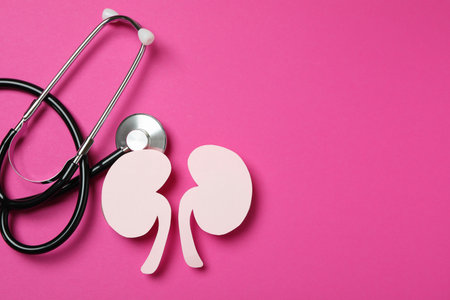 Paper kidneys and stethoscope on pink backgroundの写真素材