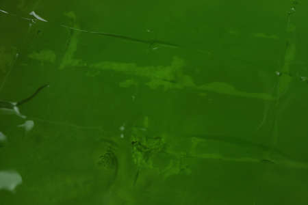 Delicious kiwi jelly on whole background, close up