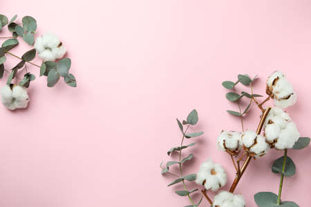 Beautiful eucalyptus and cotton on pink backgroundの写真素材