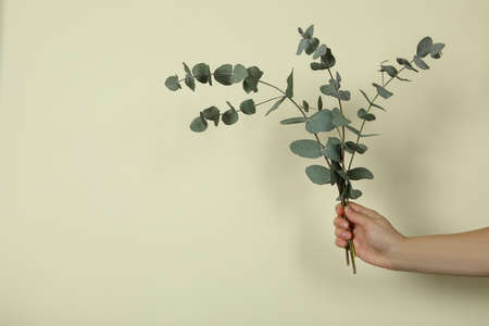 Female hand hold eucalyptus branches on light beige backgroundの写真素材