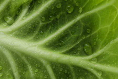 Fresh green cabbage with water drops on whole background, close upの写真素材