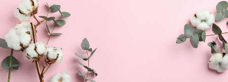 Beautiful eucalyptus and cotton on pink backgroundの写真素材