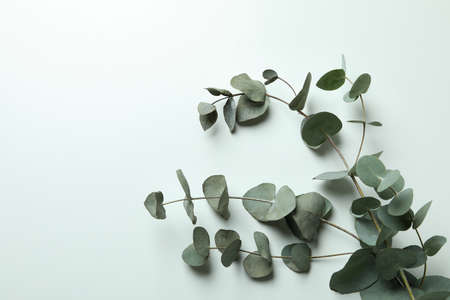Beautiful eucalyptus plant twigs on white backgroundの写真素材