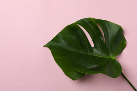 Palm leaf on pink background, space for text