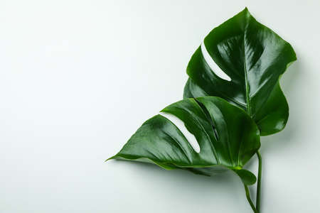 Palm leaves on white background, space for text