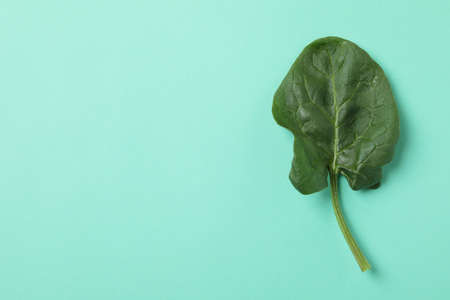 Fresh raw spinach leaf on mint backgroundの写真素材