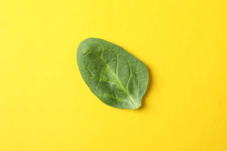 Fresh raw spinach leaf on yellow background