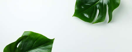 Palm leaves on white background, space for textの写真素材