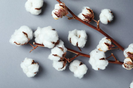 Cotton plant branches on gray background, top viewの写真素材