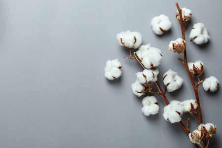 Cotton plant branches on gray background, space for textの写真素材