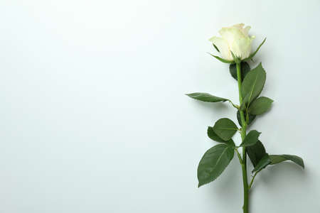 Beautiful rose on white background, space for textの写真素材