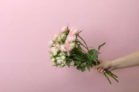 Female hand hold roses on pink backgroundの写真素材