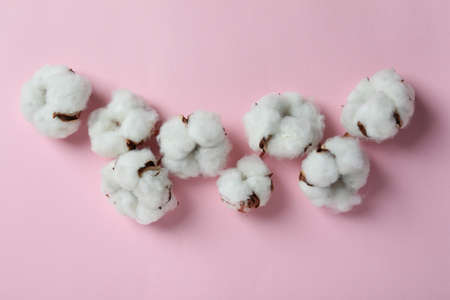 Cotton plant flowers on pink background, top viewの写真素材