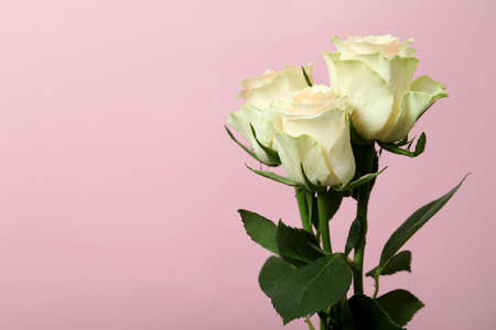 Beautiful rose flowers on pink background, space for text