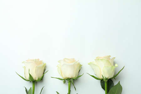 Three beautiful roses on white background, space for textの写真素材