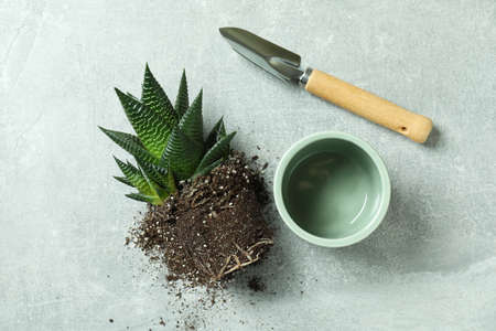 Plant, pot and garden shovel on gray textured tableの写真素材