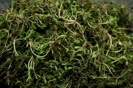 Fresh green thyme herb bunch, close up
