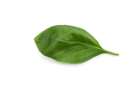 Fresh green basil isolated on white backgroundの写真素材