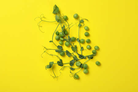Green pea seeds and twigs on yellow background