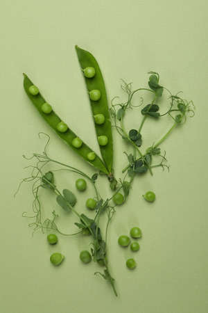 Green pea pods, seeds and twigs on green background