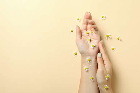 Female hands with chamomiles on beige backgroundの写真素材