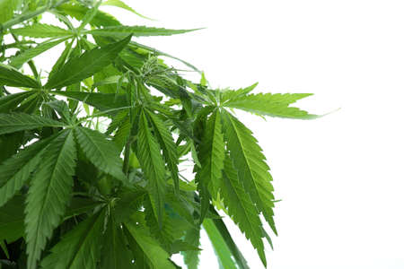 Green cannabis leaves isolated on white background