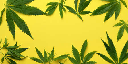Cannabis leaves on yellow background, space for textの写真素材