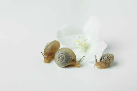 Snails with shell and flower on white backgroundの写真素材