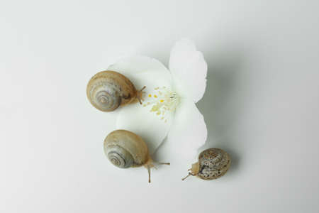 Snails with shell and flower on white backgroundの写真素材