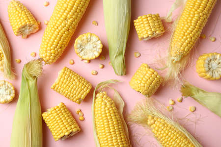 Fresh raw corn on pink background, top view