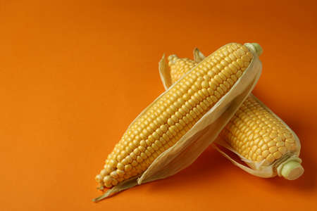 Fresh raw corn on orange background, space for text