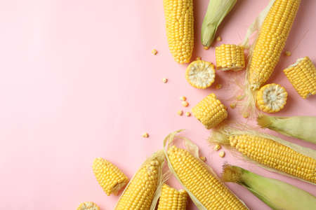 Fresh raw corn on pink background, top view