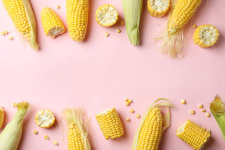 Fresh raw corn on pink background, top view
