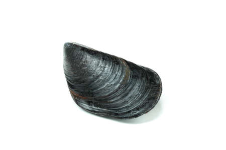 Fresh mussel seafood isolated on white background