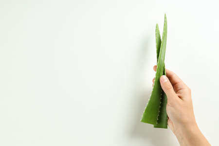 Female hand holds aloe leaves on white backgroundの写真素材