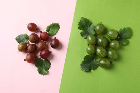 Red and green gooseberry on two tone backgroundの写真素材