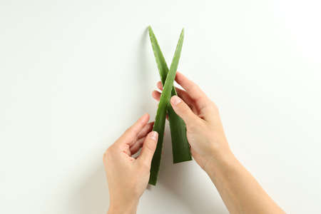 Female hands hold aloe leaves on white backgroundの写真素材