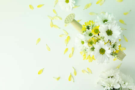 Watering can with chrysanthemums on white background.の写真素材