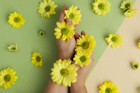 Female hands and chrysanthemums on two tone background.の写真素材