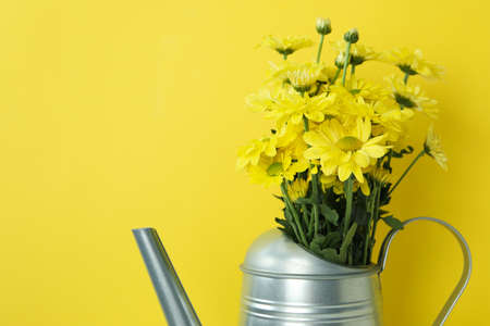 Watering can with chrysanthemums on yellow background.の写真素材