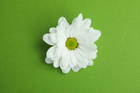 White chrysanthemum on green background, close up.の写真素材