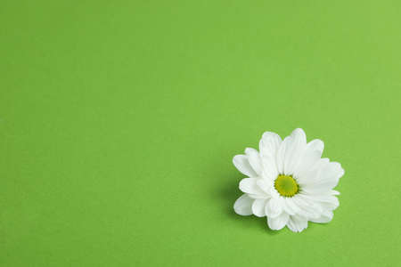 White chrysanthemum on green background, space for text.の写真素材