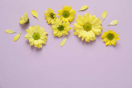 Yellow chrysanthemums on violet background, space for text.の写真素材