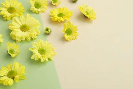 Yellow chrysanthemums on two tone background, space for text.の写真素材