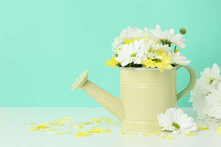 Watering can with chrysanthemums against mint background.の写真素材
