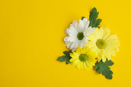 Chrysanthemums on yellow background, space for text.の写真素材
