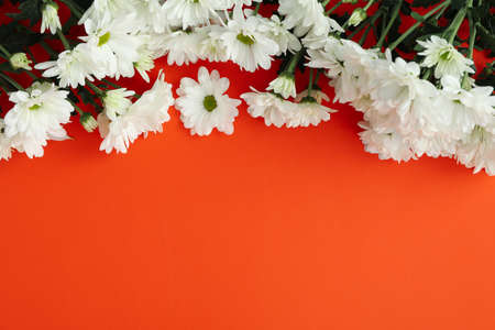 White chrysanthemums on red background, space for text.の写真素材