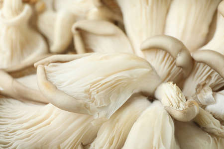 Oyster mushrooms all over background, close upの写真素材